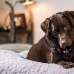 why do dogs dig on beds and couches